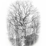 grandeza – chéne des dames, 2024