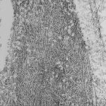 grandeza 3720-5, 2024